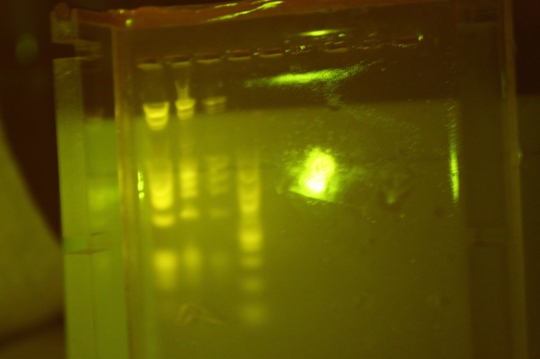 Really bright, and reflects a lot.  This is the best shot I got of front-on illuminaiton.