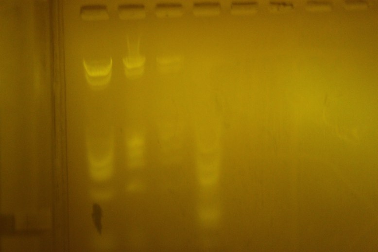 notice the arc of light in the diffuser