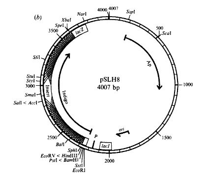 pSHL8 is not the one I have