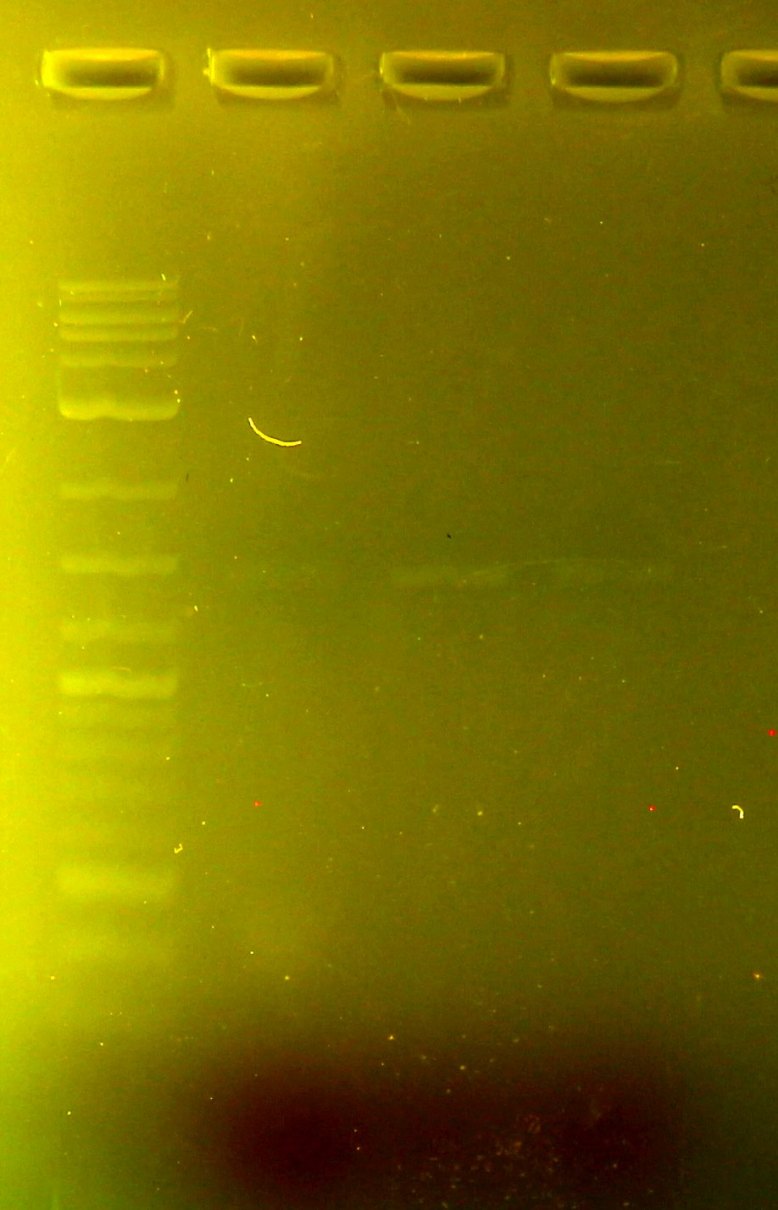 2 log ladder on left, samples in lanes 2, 3, 4