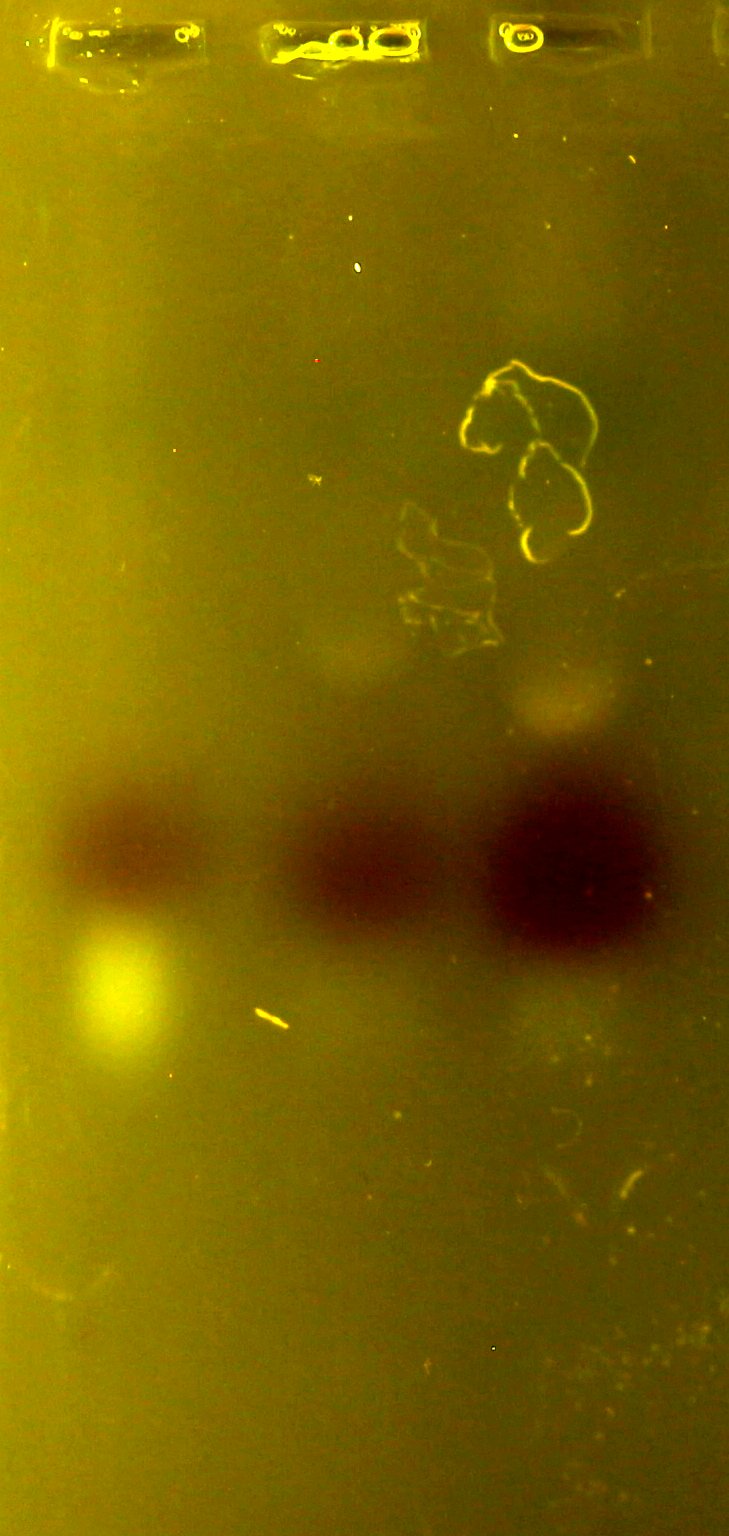 not what you want to see.  purple dye ~300 bp