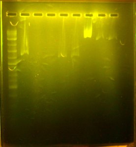 lanes numbered from right to left.  2% agarose gel, with safe gel stain