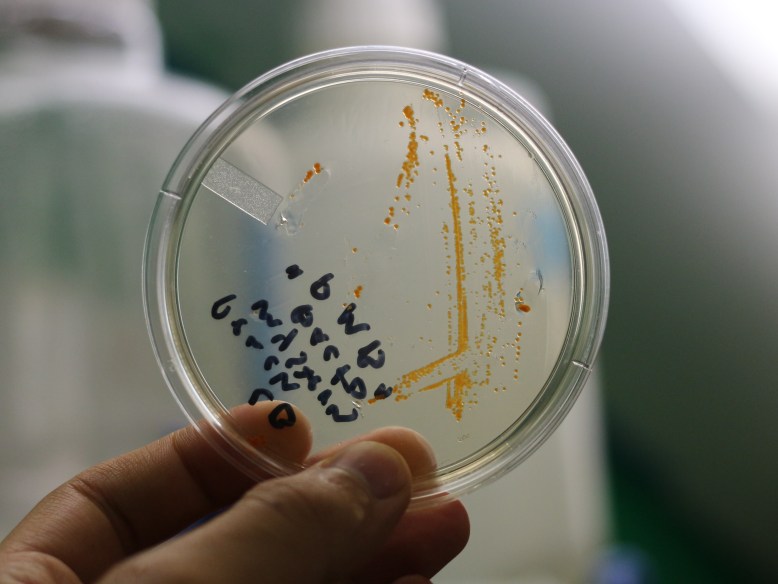 Orange Mystery Bacteria
