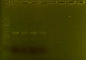 pcr gel ii crop